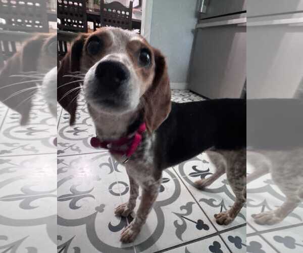 Medium Photo #10 Beagle Puppy For Sale in Dunnellon, FL, USA