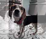 Small #9 Beagle