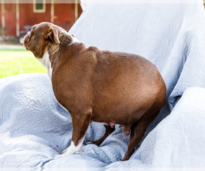 Mother of the Boston Terrier puppies born on 05/08/2026