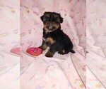Small #5 Yorkshire Terrier