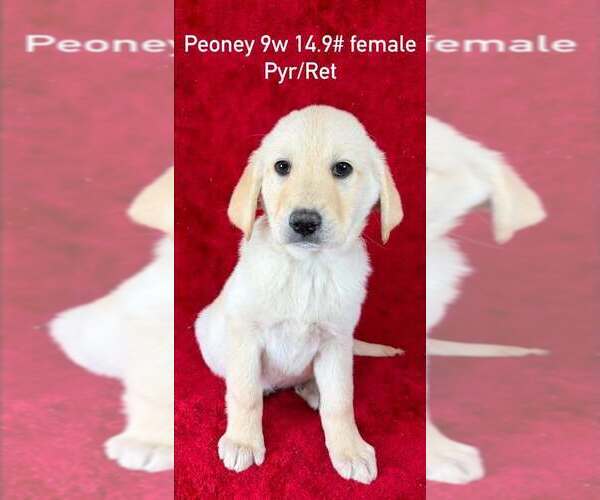Medium Photo #1 Great Pyrenees-Retriever  Mix Puppy For Sale in Brewster, NY, USA