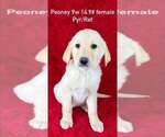 Small Great Pyrenees-Retriever  Mix