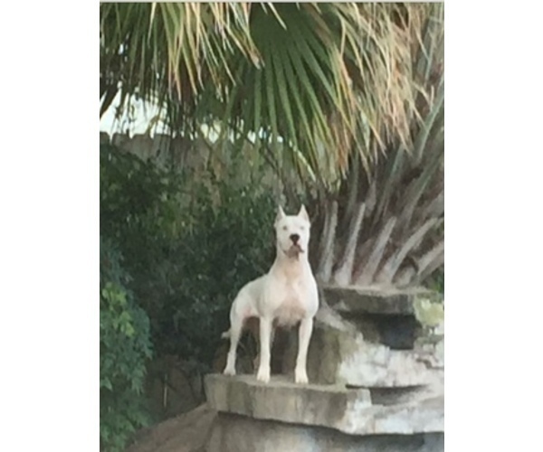 Medium Photo #1 Dogo Argentino Puppy For Sale in PICAYUNE, MS, USA