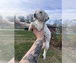 Puppy Elsa Dalmatian