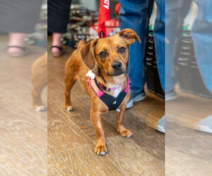 Honeybee - Female Mutt Dog for Adoption - Photo #17