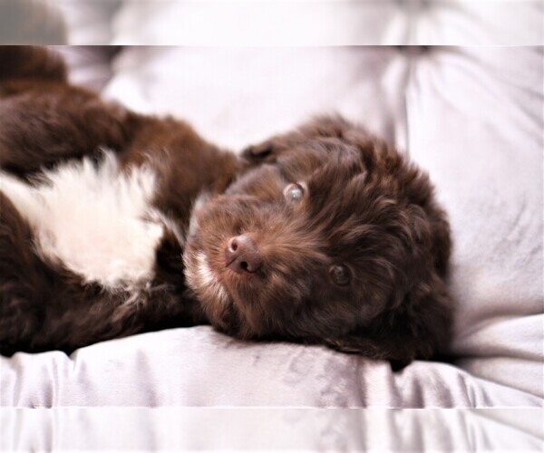 Medium Photo #8 Aussiedoodle Puppy For Sale in EDMOND, OK, USA