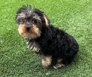 Yorkshire Terrier Puppy for sale in LOUISVILLE, KY, USA
