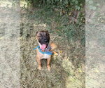Small Photo #2 Collie-Unknown Mix Puppy For Sale in Jackson, MS, USA