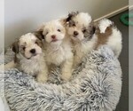 Small Photo #9 Mal-Shi Puppy For Sale in VALRICO, FL, USA