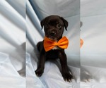 Small Labrador Retriever Mix