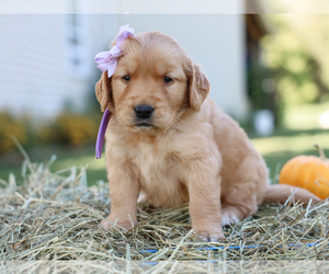 Golden Retriever Puppy for Sale in LIBERTY, Kentucky USA