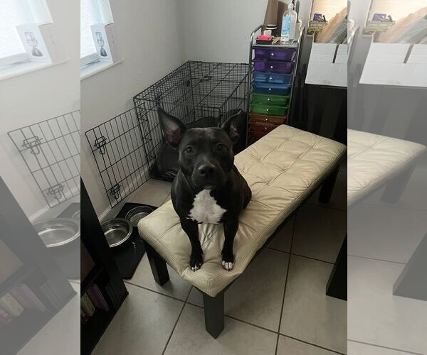 Medium Photo #1 American Pit Bull Terrier-Unknown Mix Puppy For Sale in Miami, FL, USA