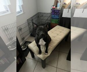 American Pit Bull Terrier-Unknown Mix Dogs for adoption in Miami, FL, USA