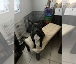 Small American Pit Bull Terrier Mix