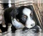 Puppy Kindle Australian Shepherd