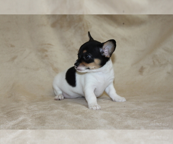 Medium Photo #6 Chihuahua Puppy For Sale in HUDSONVILLE, MI, USA