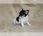 Small #5 Chihuahua