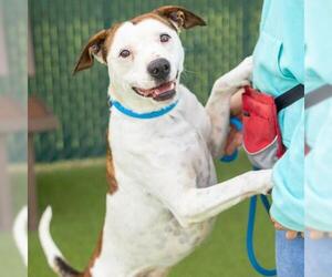 Mutt Dogs for adoption in Camarillo, CA, USA