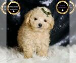 Small #5 Maltipoo