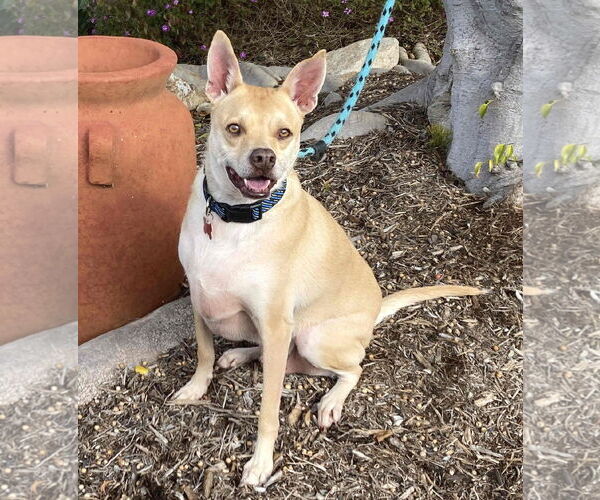 Medium Photo #2 Mutt Puppy For Sale in Oceanside, CA, USA