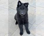 Puppy Teal Noy Belgian Sheepdog