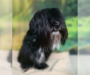 Shih Tzu-Unknown Mix Dogs for adoption in Lakewood, CO, USA