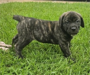 Medium Cane Corso
