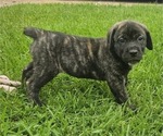 Puppy 3 Cane Corso