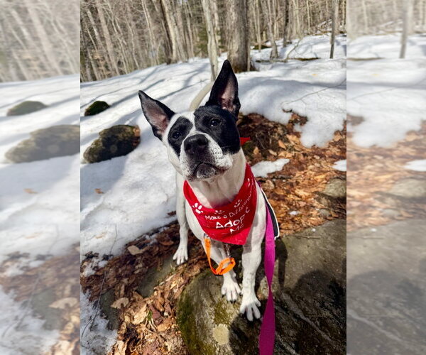 Medium Photo #36 Mutt Puppy For Sale in Gloversville, NY, USA