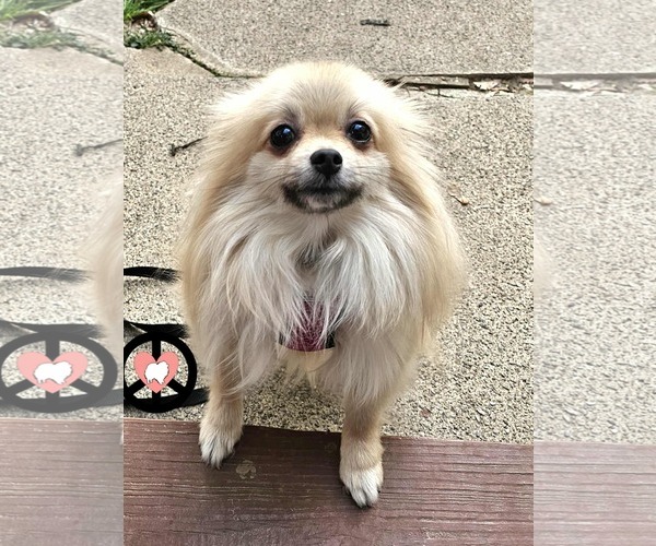 Medium Photo #3 Pomeranian Puppy For Sale in Lebanon, PA, USA