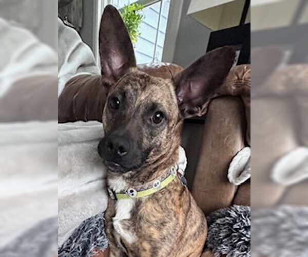 Medium Photo #3 Mutt Puppy For Sale in Plainfield, IL, USA