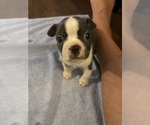 Puppy Boy 1 Boston Terrier
