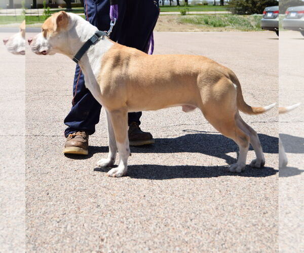 Medium Photo #6 American Staffordshire Terrier-Boxer Mix Puppy For Sale in Huntley, IL, USA