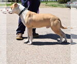 Small #5 American Staffordshire Terrier-Boxer Mix