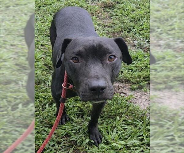 Medium Photo #2 American Staffordshire Terrier Puppy For Sale in Fort Lauderdale, FL, USA