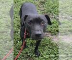 Small #1 American Staffordshire Terrier