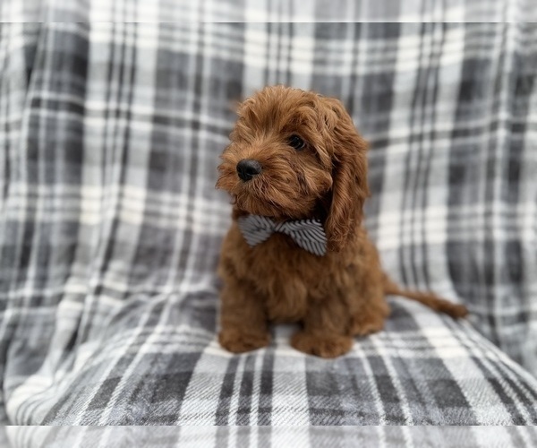 Medium Photo #6 Cavapoo (Miniature) Puppy For Sale in LAKELAND, FL, USA
