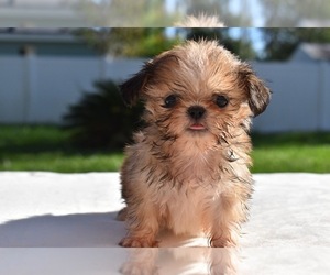 Shih Tzu Puppy for sale in PALM COAST, FL, USA