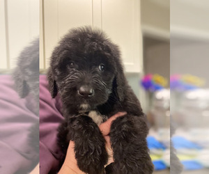 Medium Saint Berdoodle