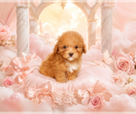 Poodles - Female Poodle (Toy) Puppy for Sale - Photo #9