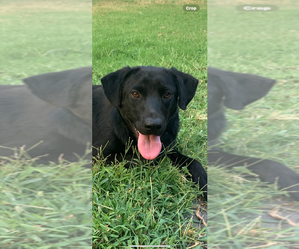 Medium Photo #13 Borador Puppy For Sale in Conway, AR, USA