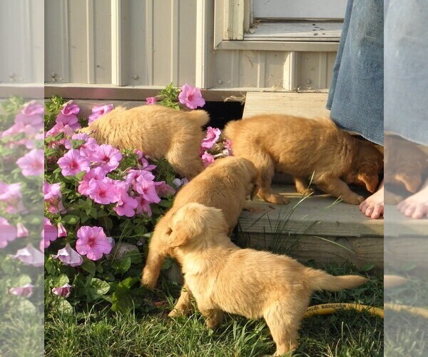 Medium Photo #5 Golden Retriever Puppy For Sale in VERMONTVILLE, MI, USA
