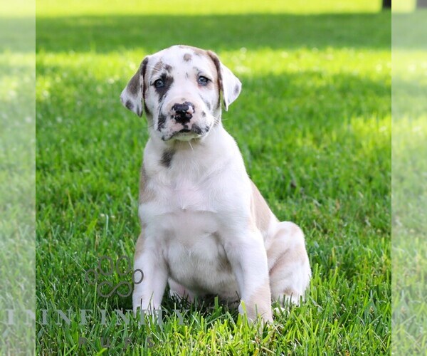 Medium Photo #4 Great Dane Puppy For Sale in LITITZ, PA, USA