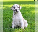 Small #3 Great Dane