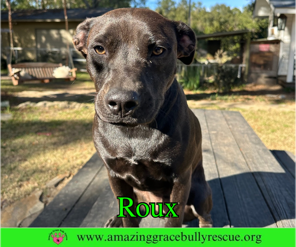 Medium Photo #1 Mutt Puppy For Sale in Milton, FL, USA