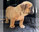 Small Photo #29 Bulldog Puppy For Sale in STOCKBRIDGE, GA, USA