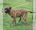 Small #1 Boxer