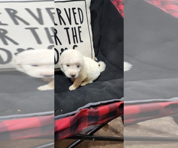 Medium Photo #17 Anatolian Pyrenees Puppy For Sale in LEWIS, IA, USA