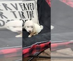 Small Photo #17 Anatolian Pyrenees Puppy For Sale in LEWIS, IA, USA