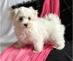 Small #6 Maltese